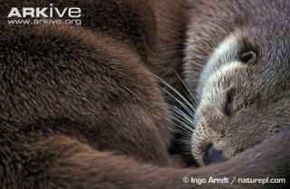 Illustration for article titled Monday Mustelid - Lutra lutra Edition